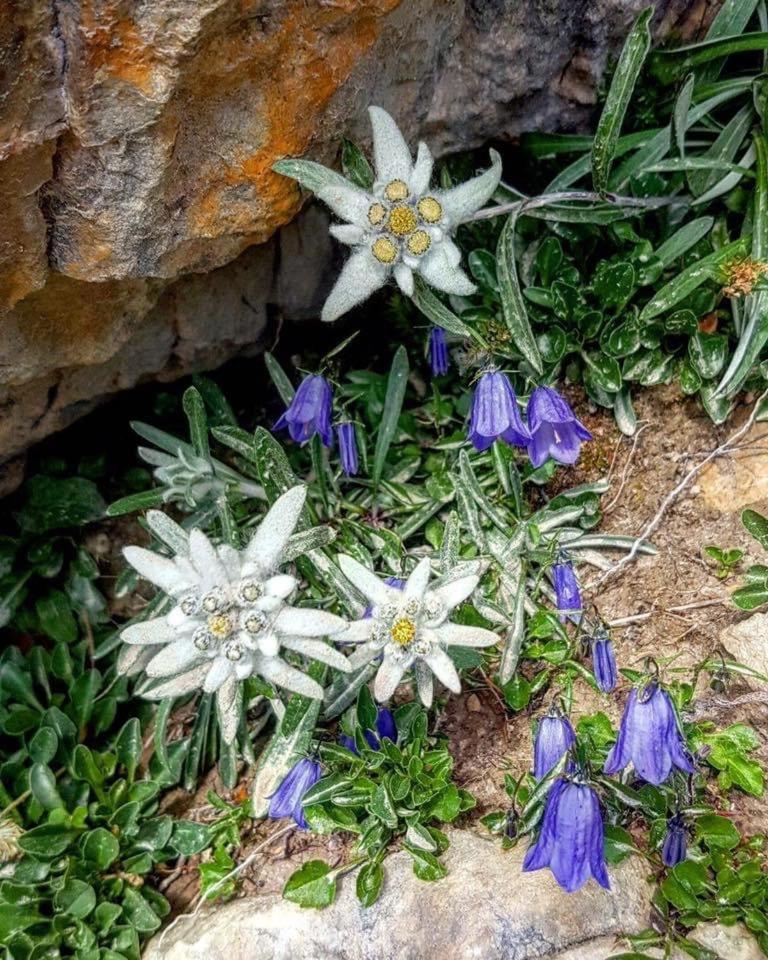 Apartamento Mes Lastei Campitello di Fassa Exterior foto